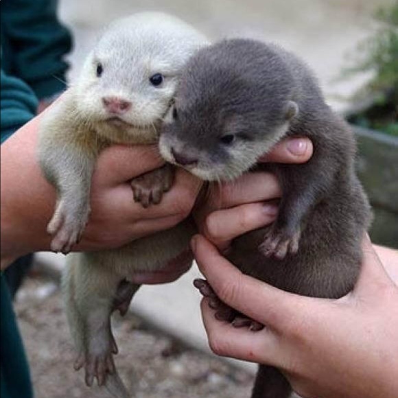 Meet your Posher, Terese - Picture 1 of 1